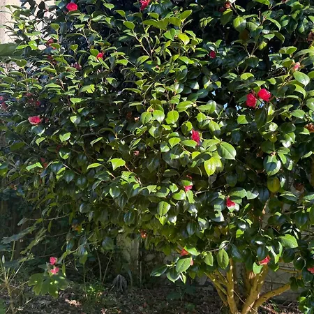 Rego De Cora Valcarria